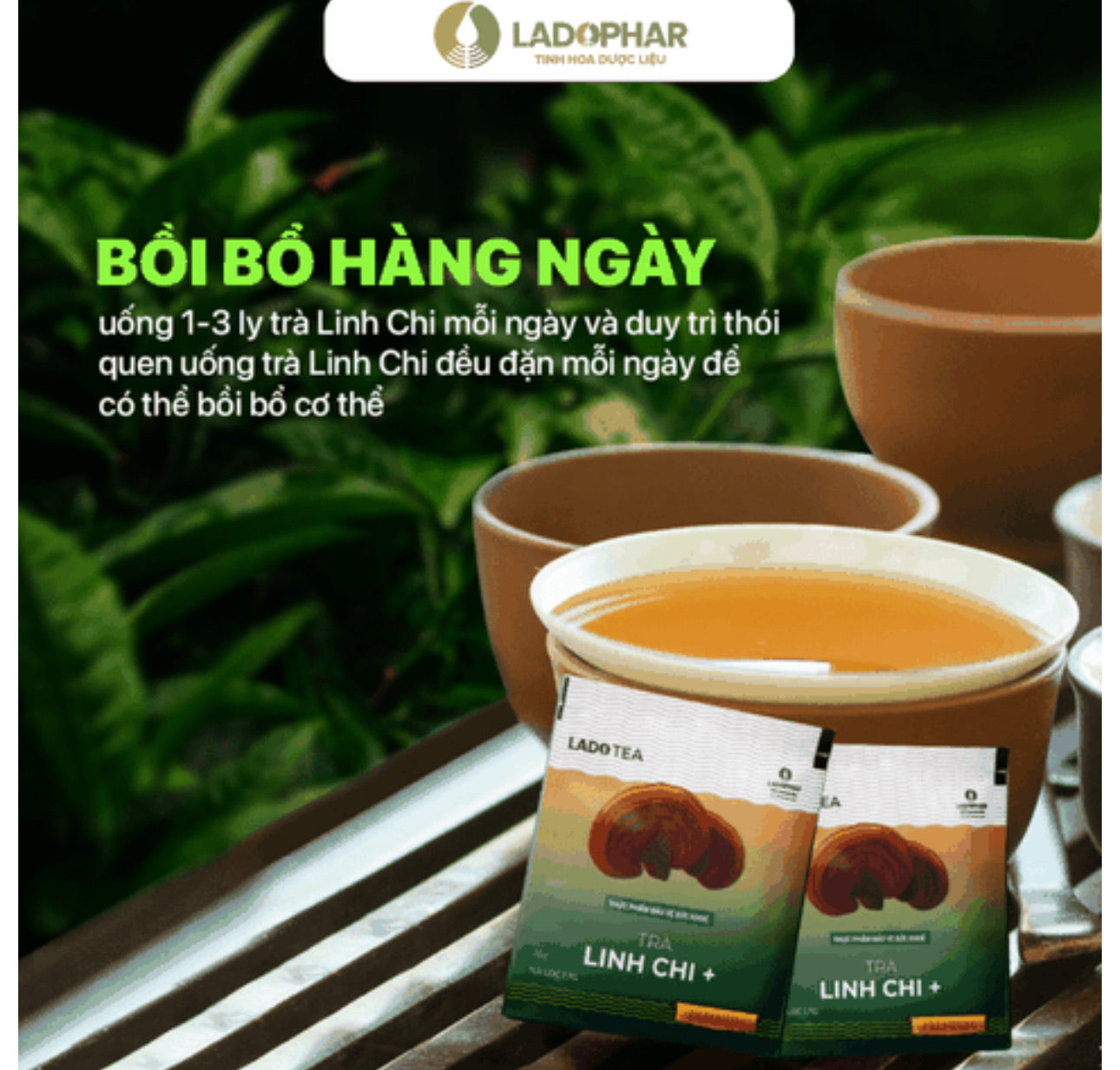 TRÀ ATISÔ LINH CHI LADOPHAR DALAT