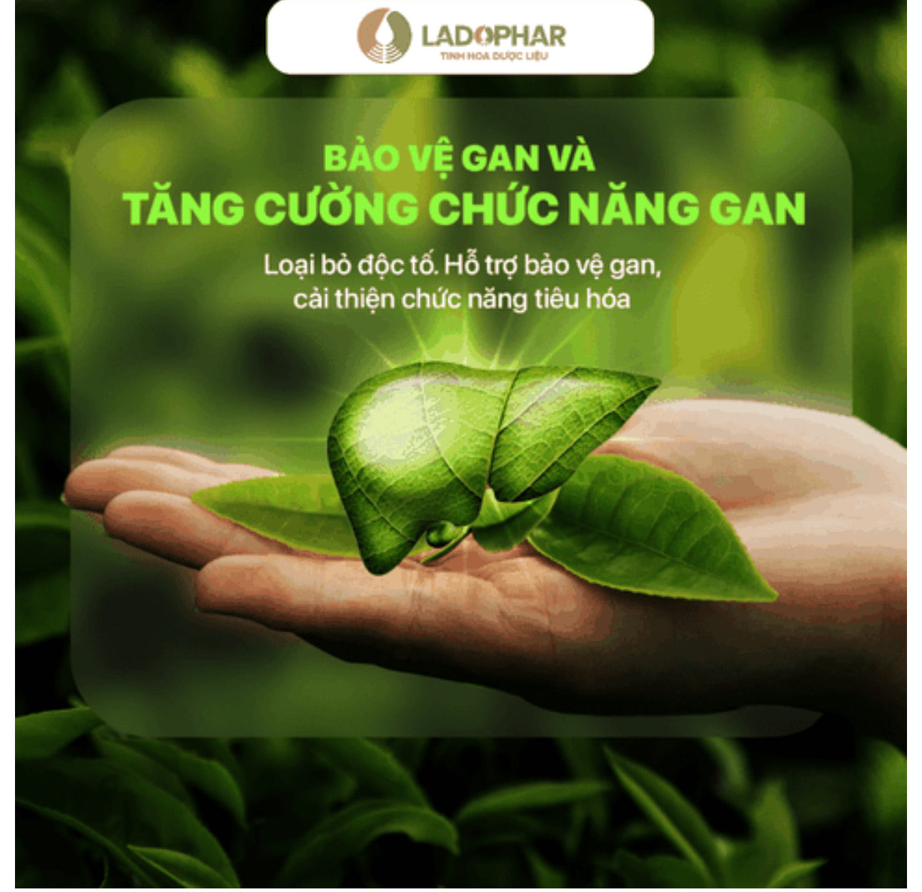 TRÀ ATISÔ LINH CHI LADOPHAR DALAT