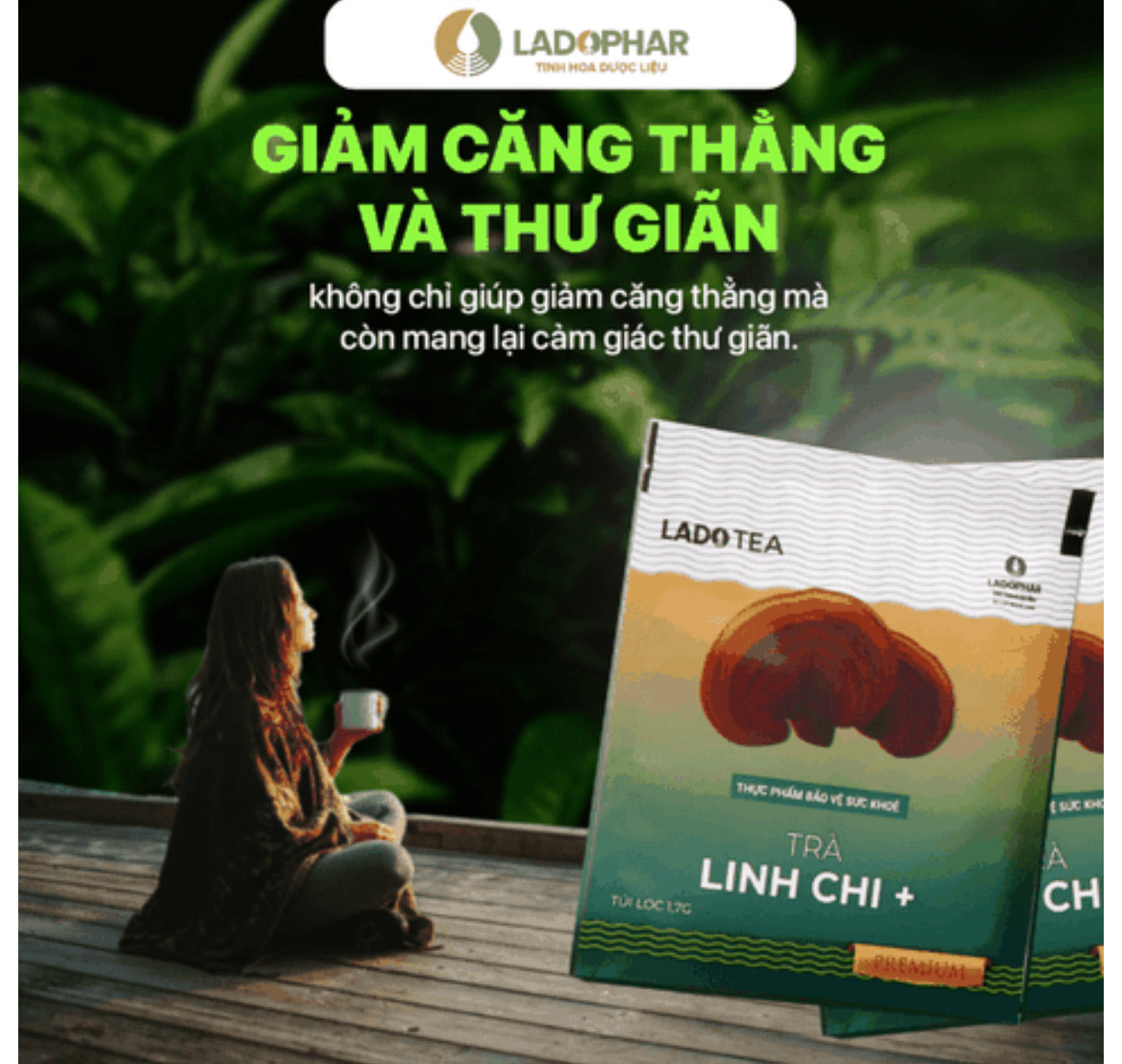 TRÀ ATISÔ LINH CHI LADOPHAR DALAT